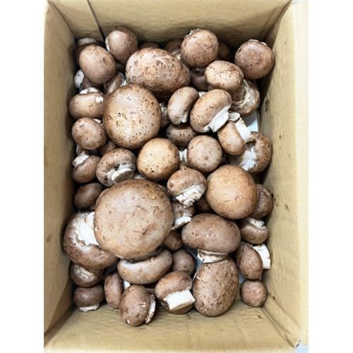 芳醇ブラウンマッシュルーム(規格外) 約1KG 冷蔵【5個セット】