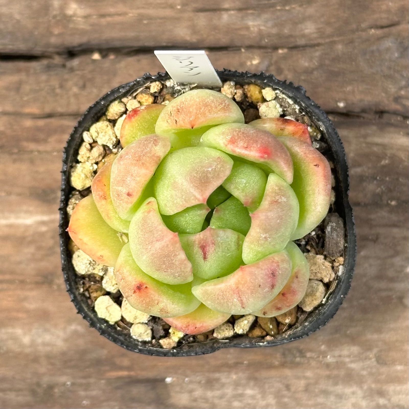 7-8】多肉植物4点セット（現品限り） - メルカリ
