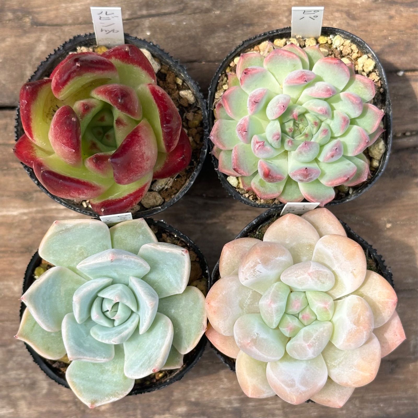 7-9】多肉植物4点セット（現品限り） - メルカリ