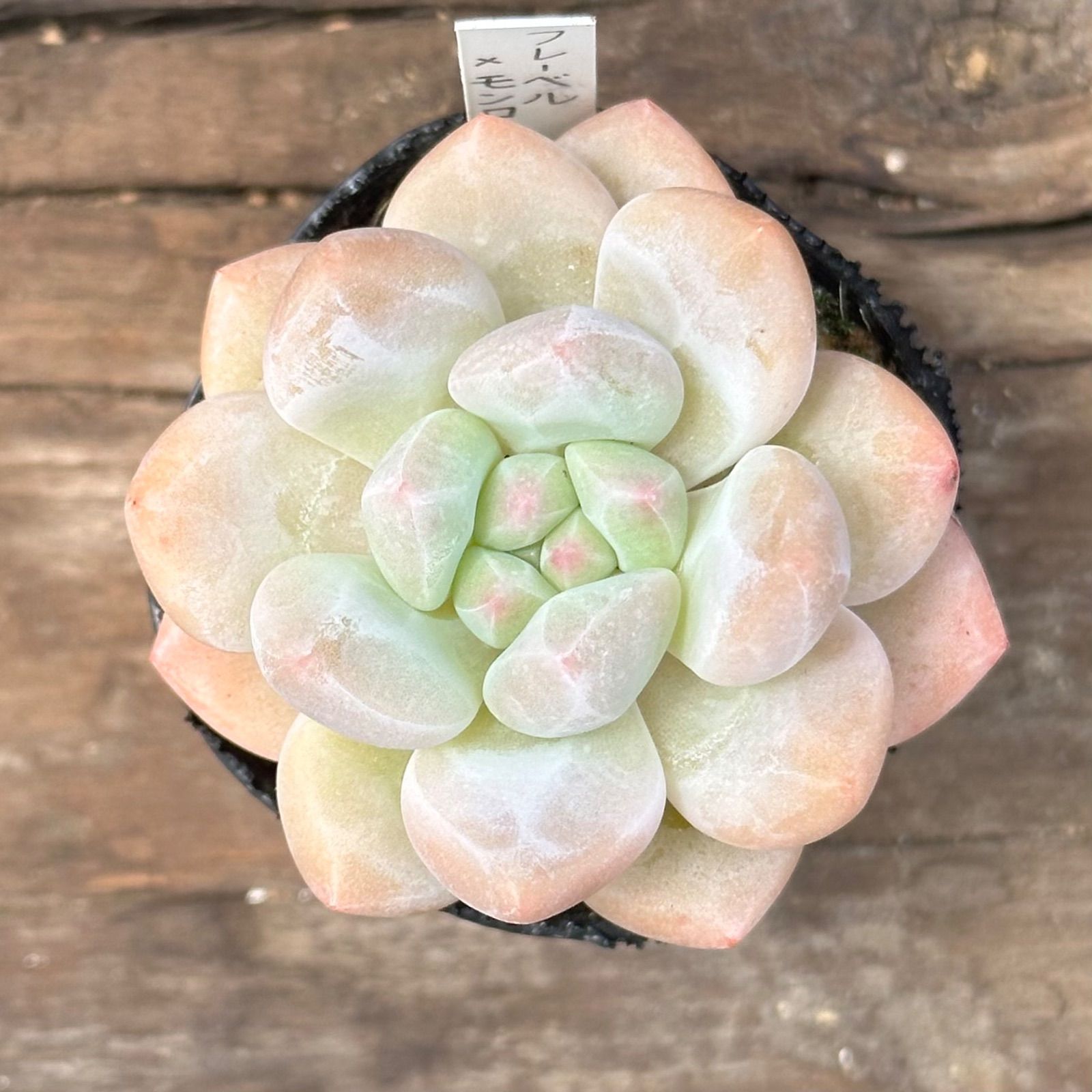 7-9】多肉植物4点セット（現品限り） - メルカリ