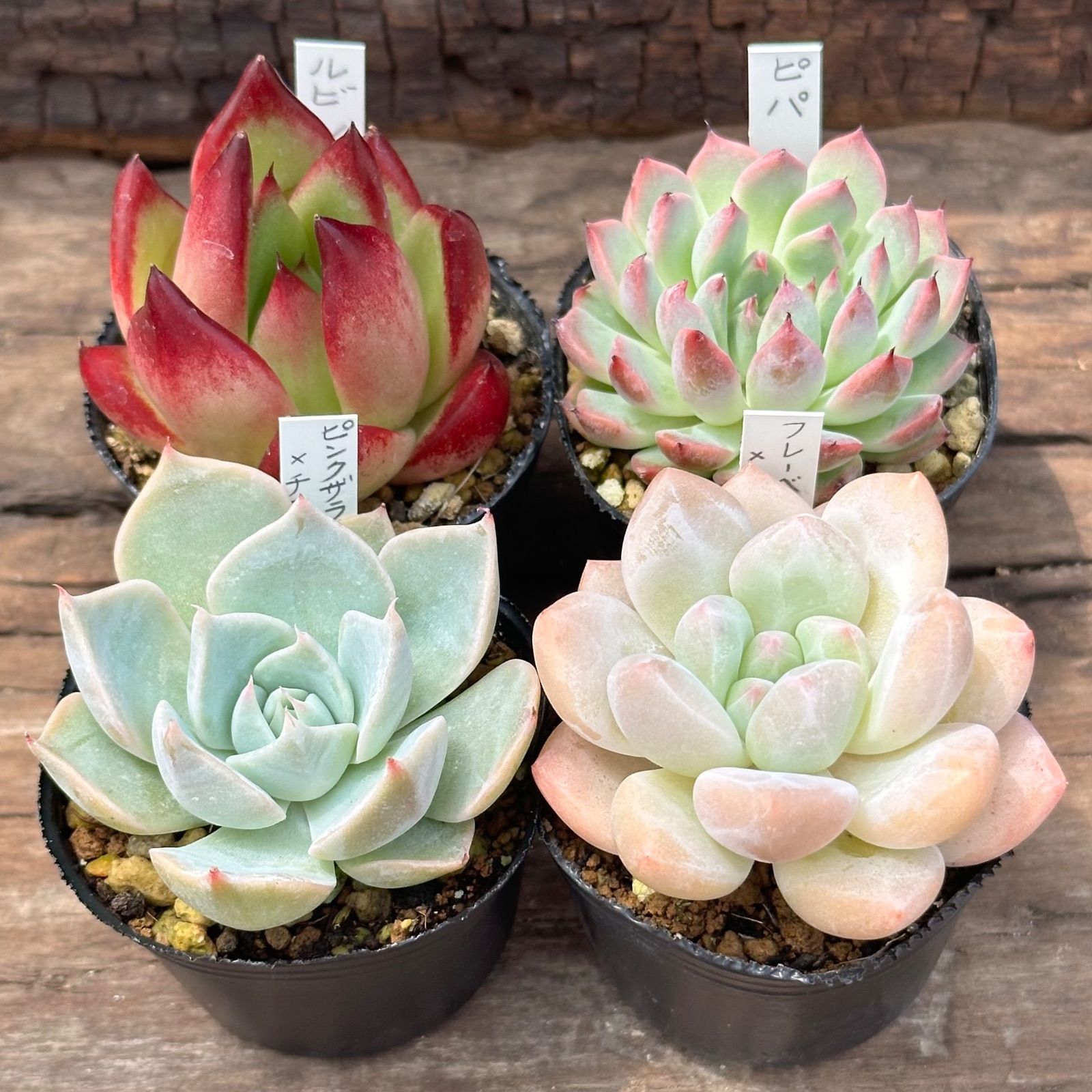 7-9】多肉植物4点セット（現品限り） - メルカリ