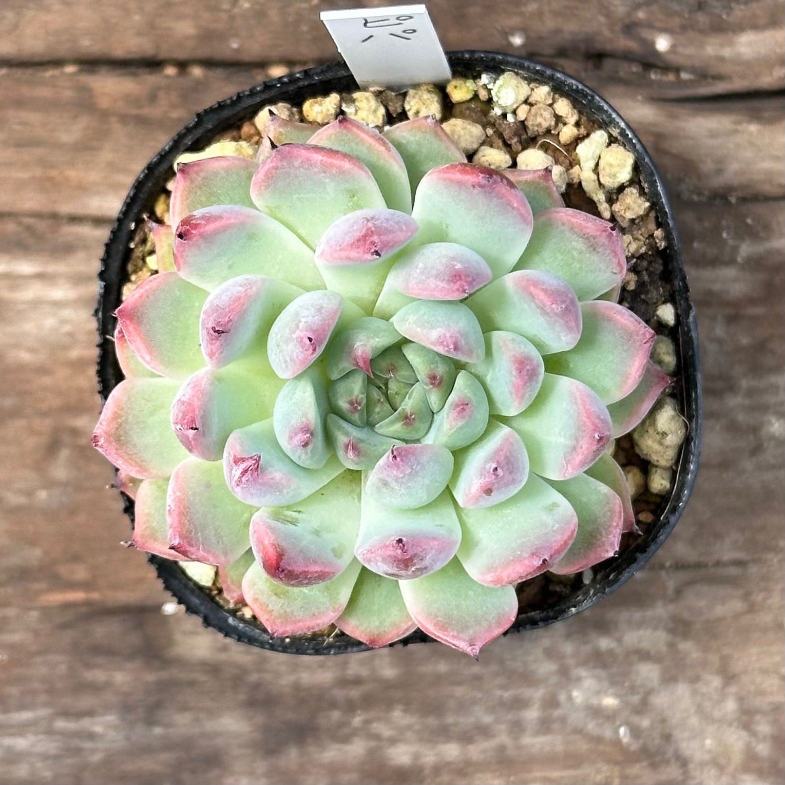 7-9】多肉植物4点セット（現品限り） - メルカリ