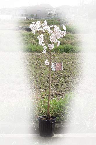 2026年開花苗植樹桜1鉢6号接ぎ木3年 桜苗 (染井吉野) ソメイヨシノ桜苗木鉢植え苗地植え苗さくら送料無料 de8e0947