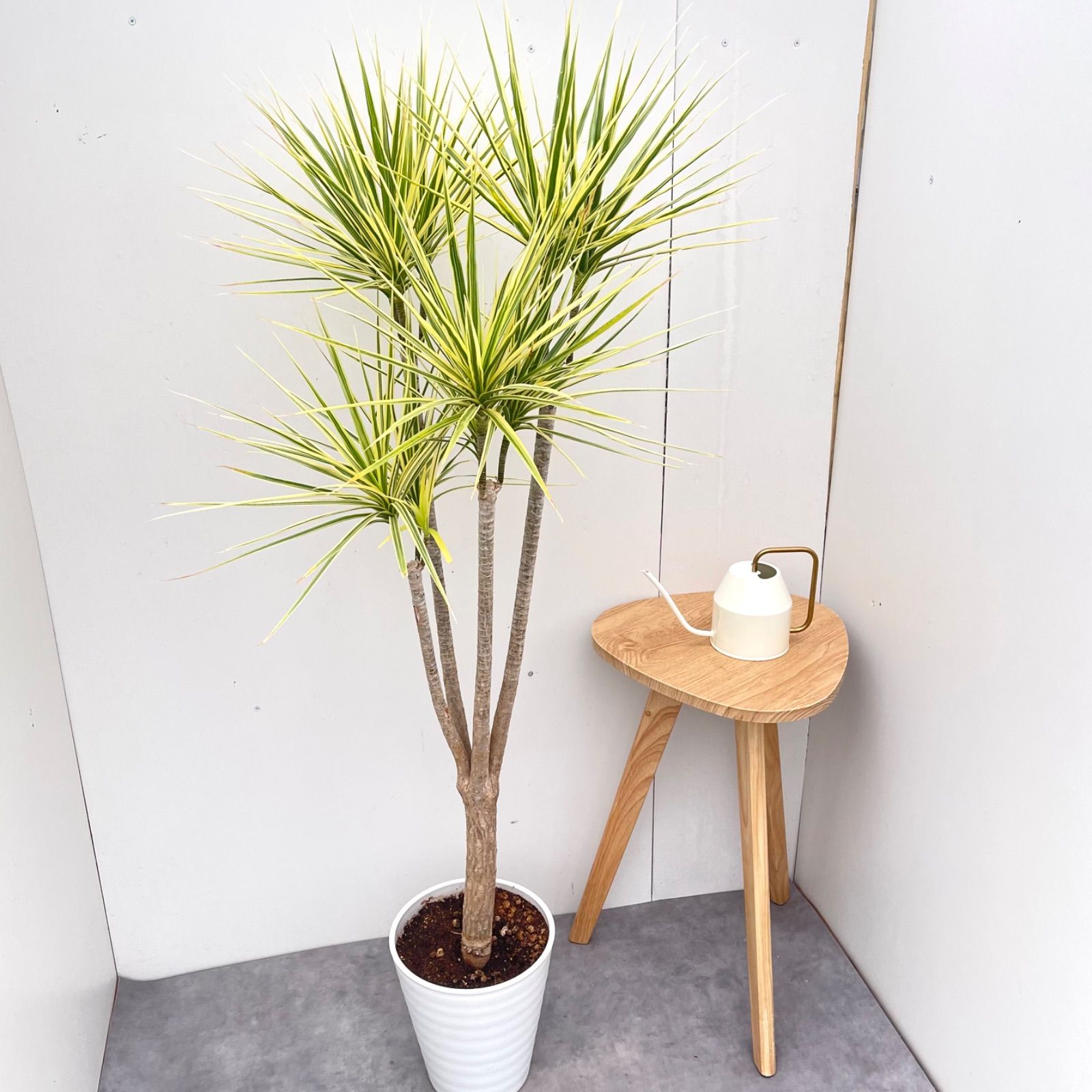 ドラセナ　コンシンネ　ホワイボリー　34【現品】観葉植物　室内　大型 ドラセナ コンシンネ ホワイボリー 34【現品】観葉植物 室内 大型