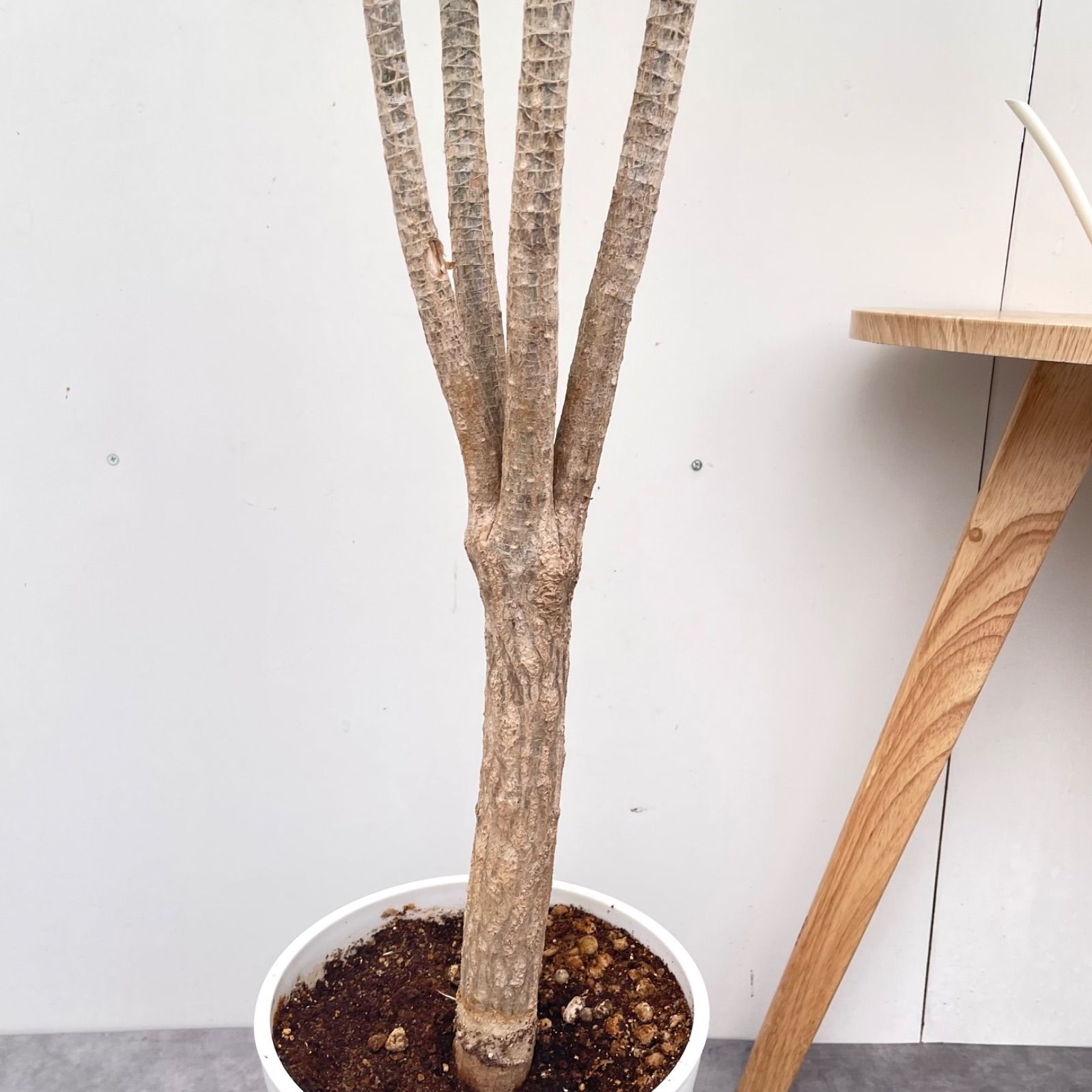 ドラセナ コンシンネ ホワイボリー 34【現品】観葉植物 室内 大型