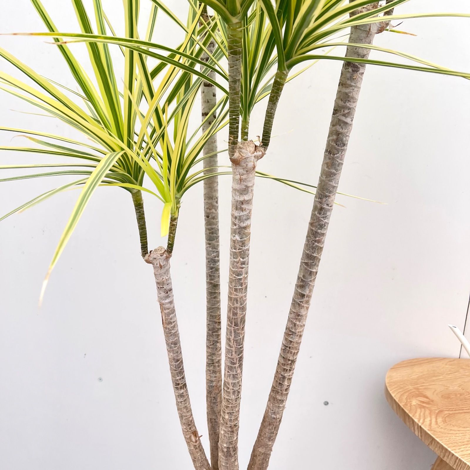 ドラセナ コンシンネ ホワイボリー 34【現品】観葉植物 室内 大型