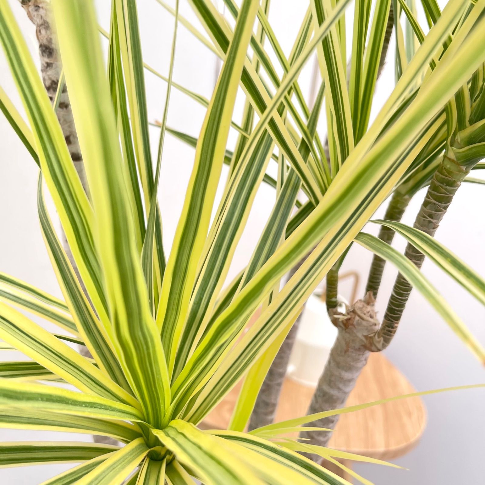 ドラセナ コンシンネ ホワイボリー 34【現品】観葉植物 室内 大型