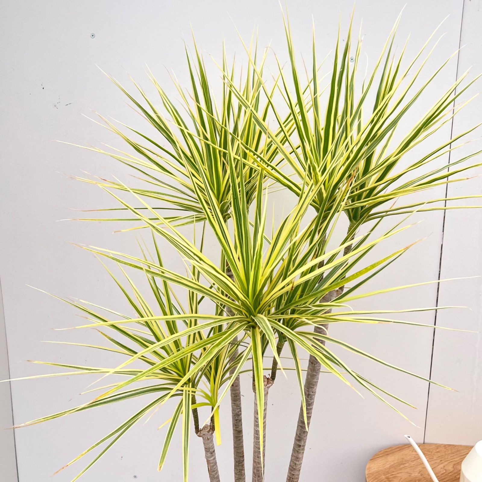 ドラセナ　コンシンネ　ホワイボリー　34【現品】観葉植物　室内　大型 ドラセナ コンシンネ ホワイボリー 34【現品】観葉植物 室内 大型