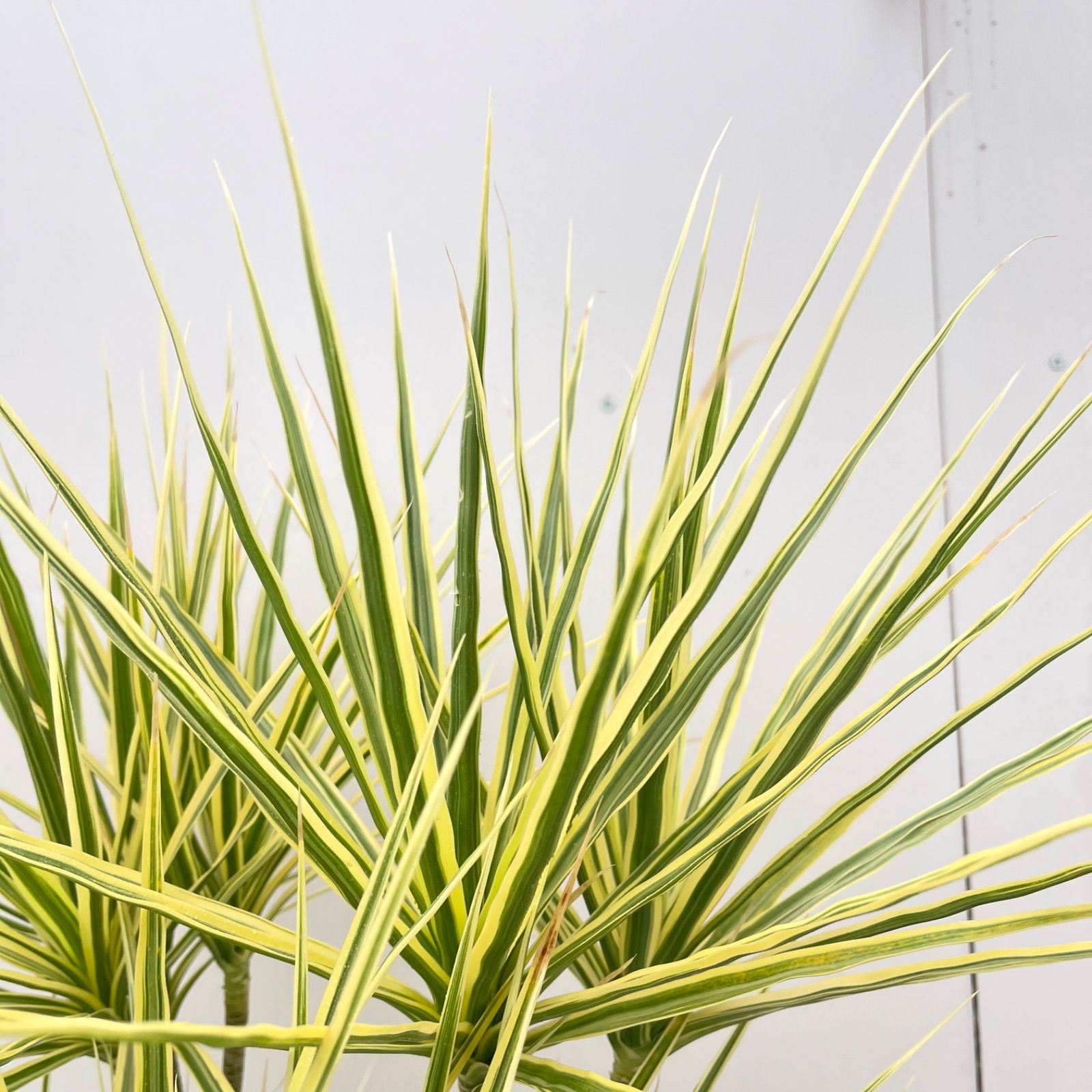 ドラセナ コンシンネ ホワイボリー 34【現品】観葉植物 室内 大型