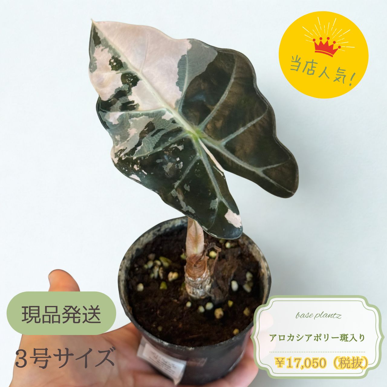 現品発送】アロカシア ポリー 斑入り｜希少品種｜観葉植物｜インテリア