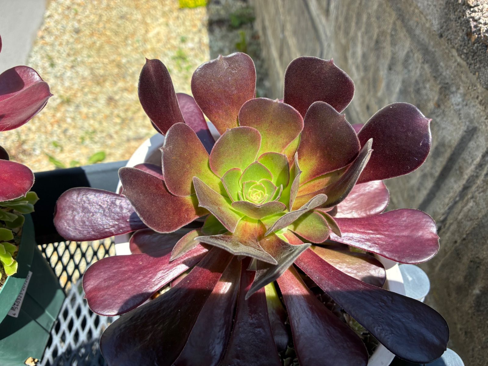 アエオニウム 多肉植物 ☆3カット☆ - メルカリ