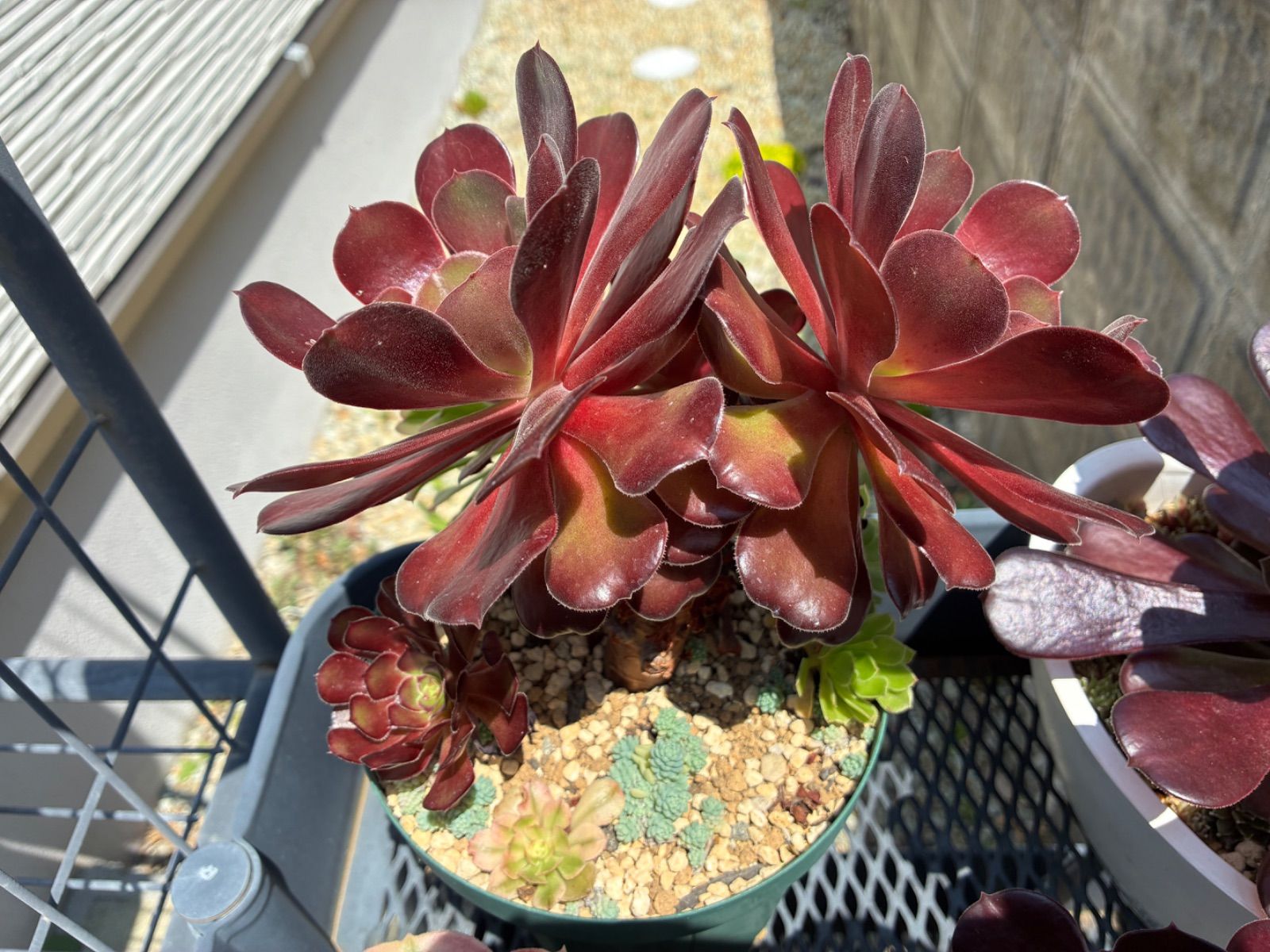 アエオニウム 多肉植物 ☆3カット☆ - メルカリ