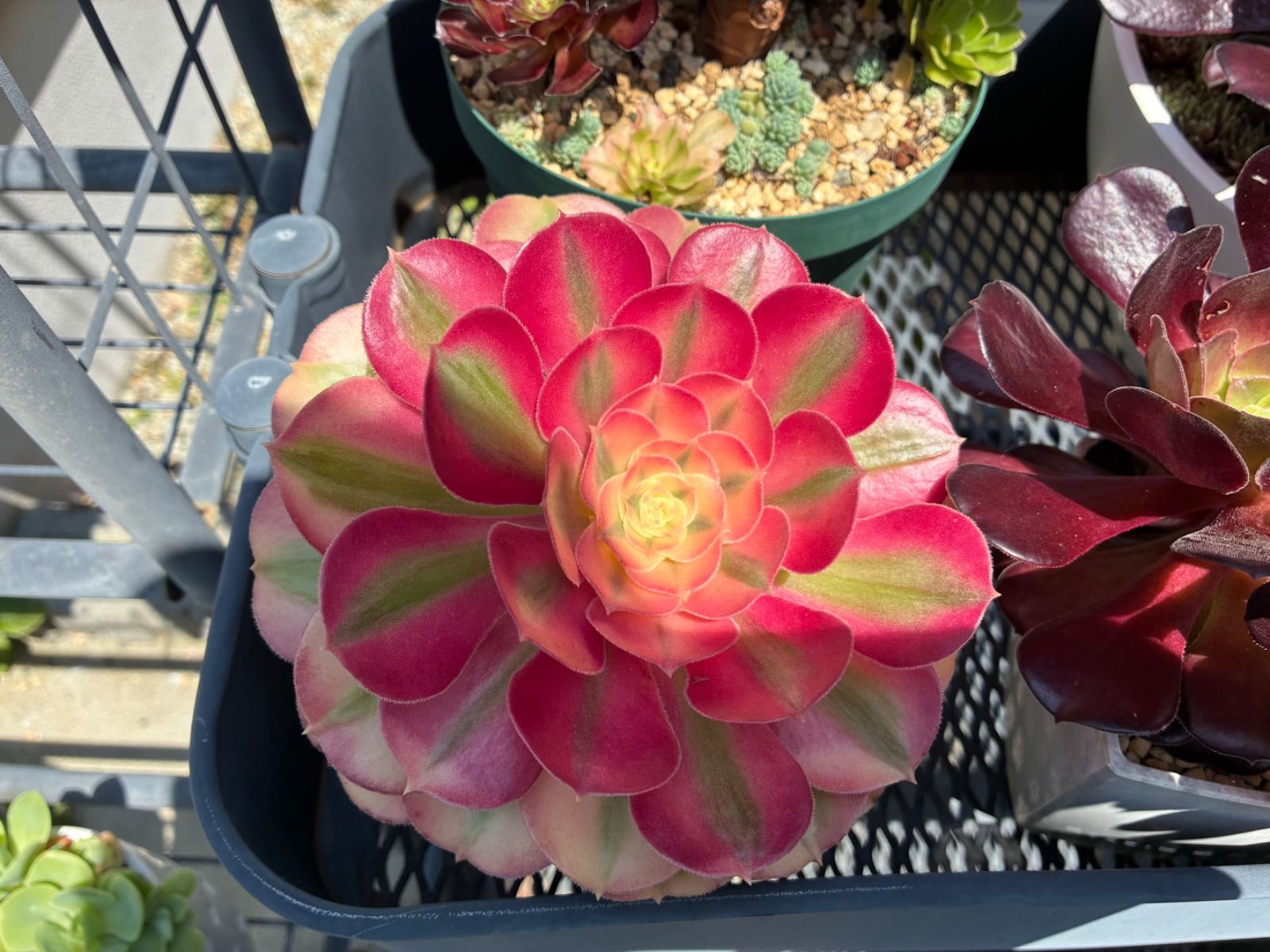 アエオニウム 多肉植物 ☆3カット☆ - メルカリ