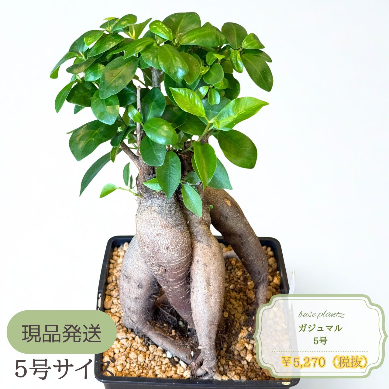 現品発送】ガジュマル 5号｜幸運を呼ぶ観葉植物｜インテリアグリーン