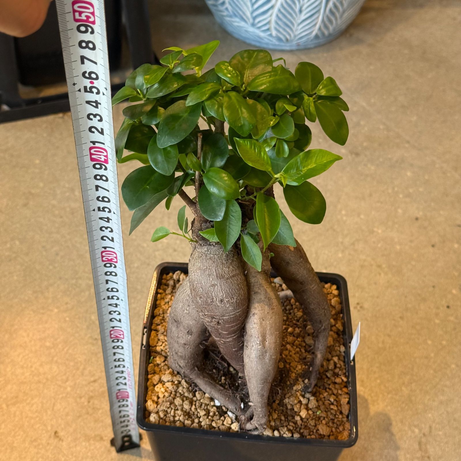 現品発送】ガジュマル 5号｜幸運を呼ぶ観葉植物｜インテリアグリーン