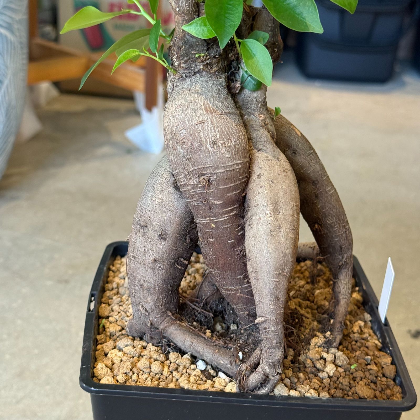 現品発送】ガジュマル 5号｜幸運を呼ぶ観葉植物｜インテリアグリーン