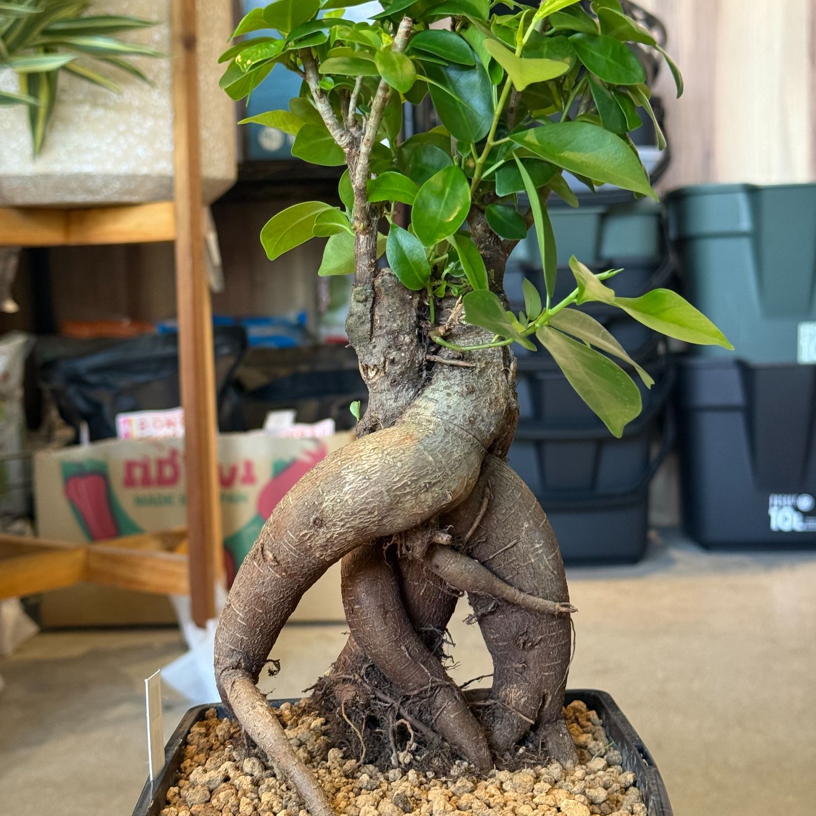 現品発送】ガジュマル 5号｜幸運を呼ぶ観葉植物｜インテリアグリーン