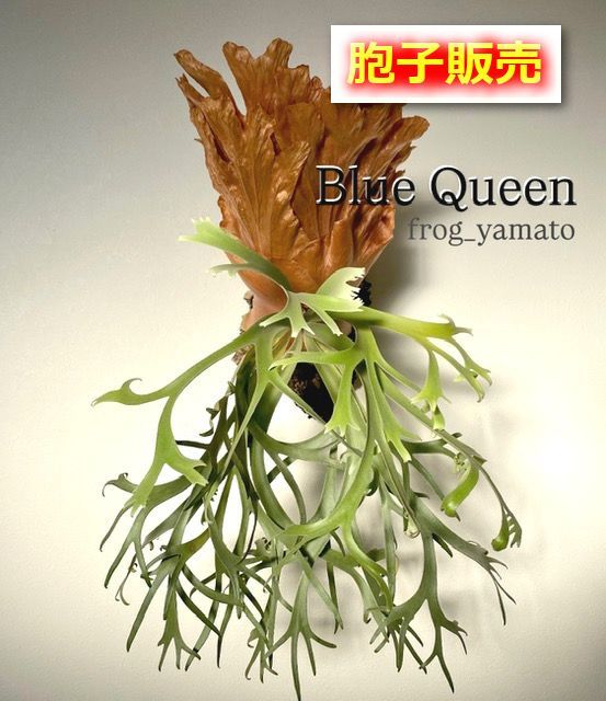 胞子 販売 【willinckii Blue Queen ブルークイーン 】 胞子培養