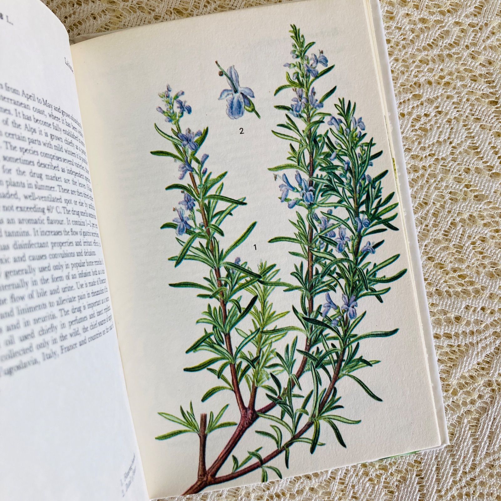 希少なヴィンテージ植物図鑑2巻セット　繊細で美しい植物画300点　洋書・古書 可憐な植物画のハーブ図鑑 Herbs インテリア洋書・古書 - メルカリ