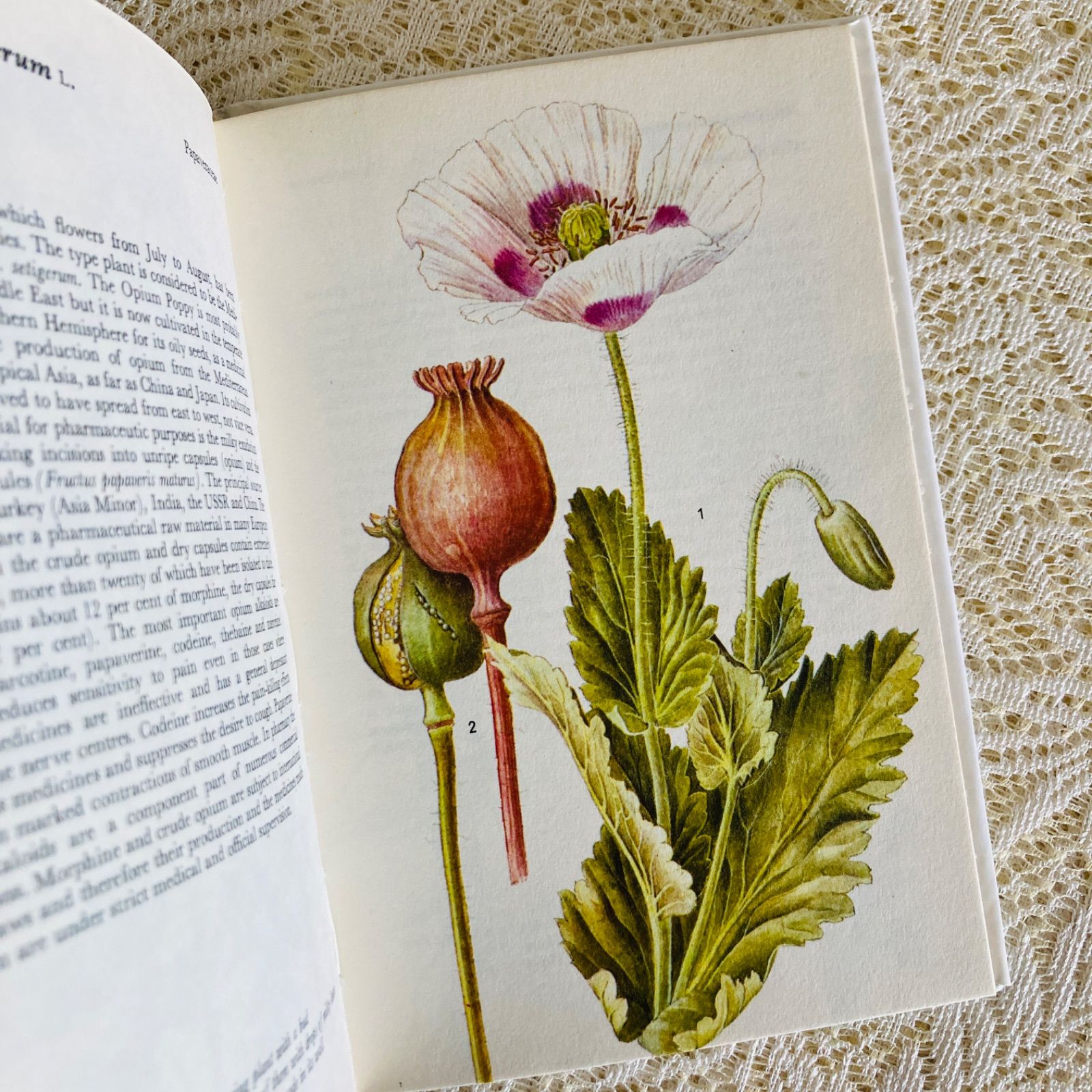 可憐な植物画のハーブ図鑑 Herbs インテリア洋書・古書 - メルカリ