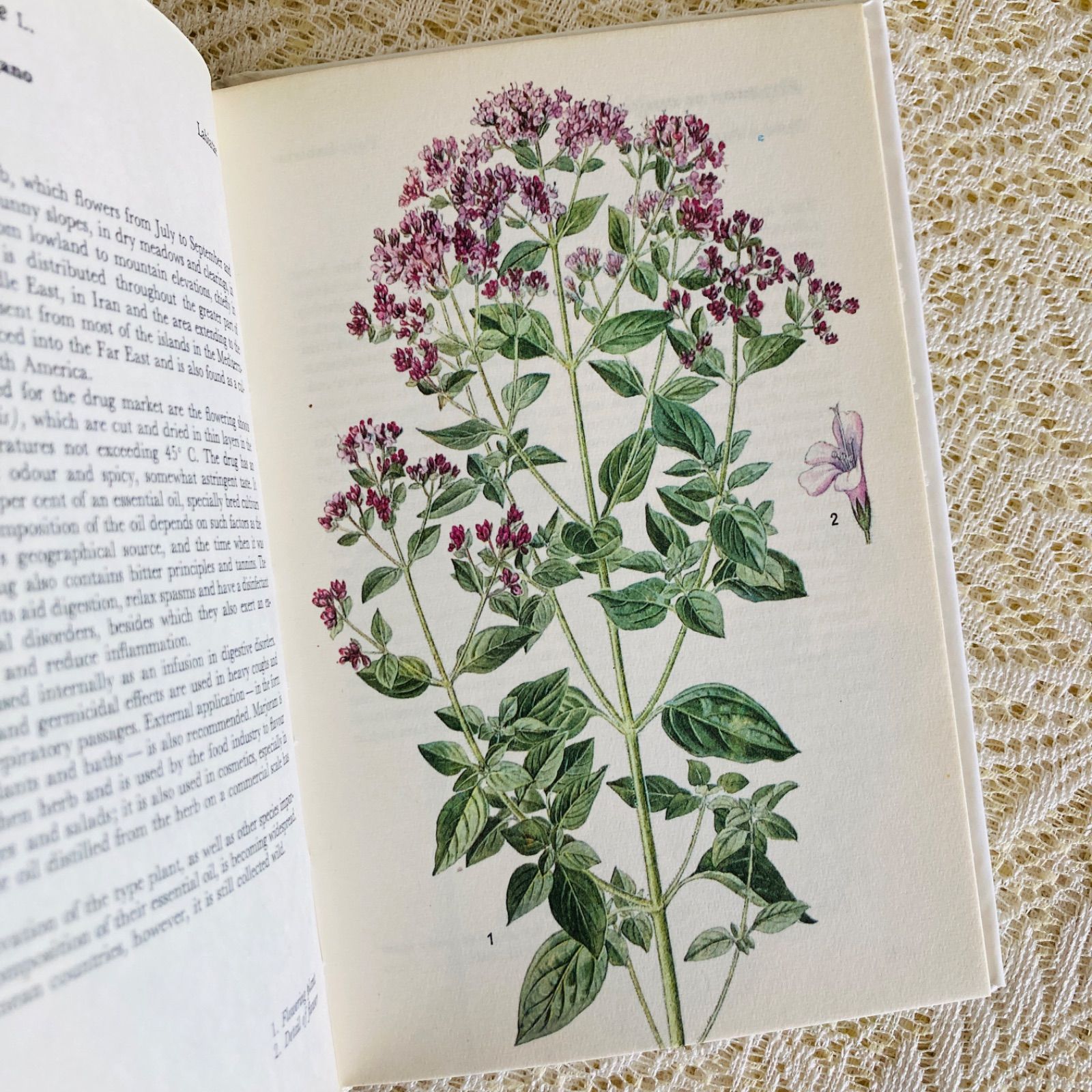 可憐な植物画のハーブ図鑑 Herbs インテリア洋書・古書 - メルカリ