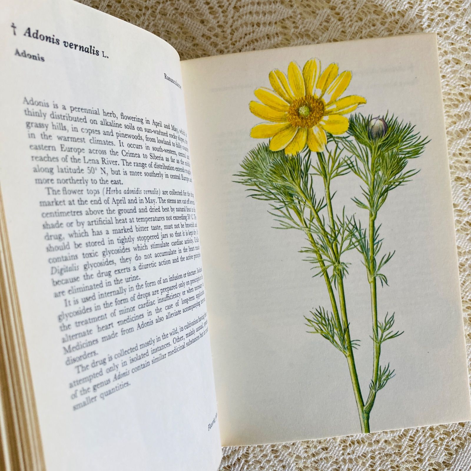 可憐な植物画のハーブ図鑑 Herbs インテリア洋書・古書 - メルカリ