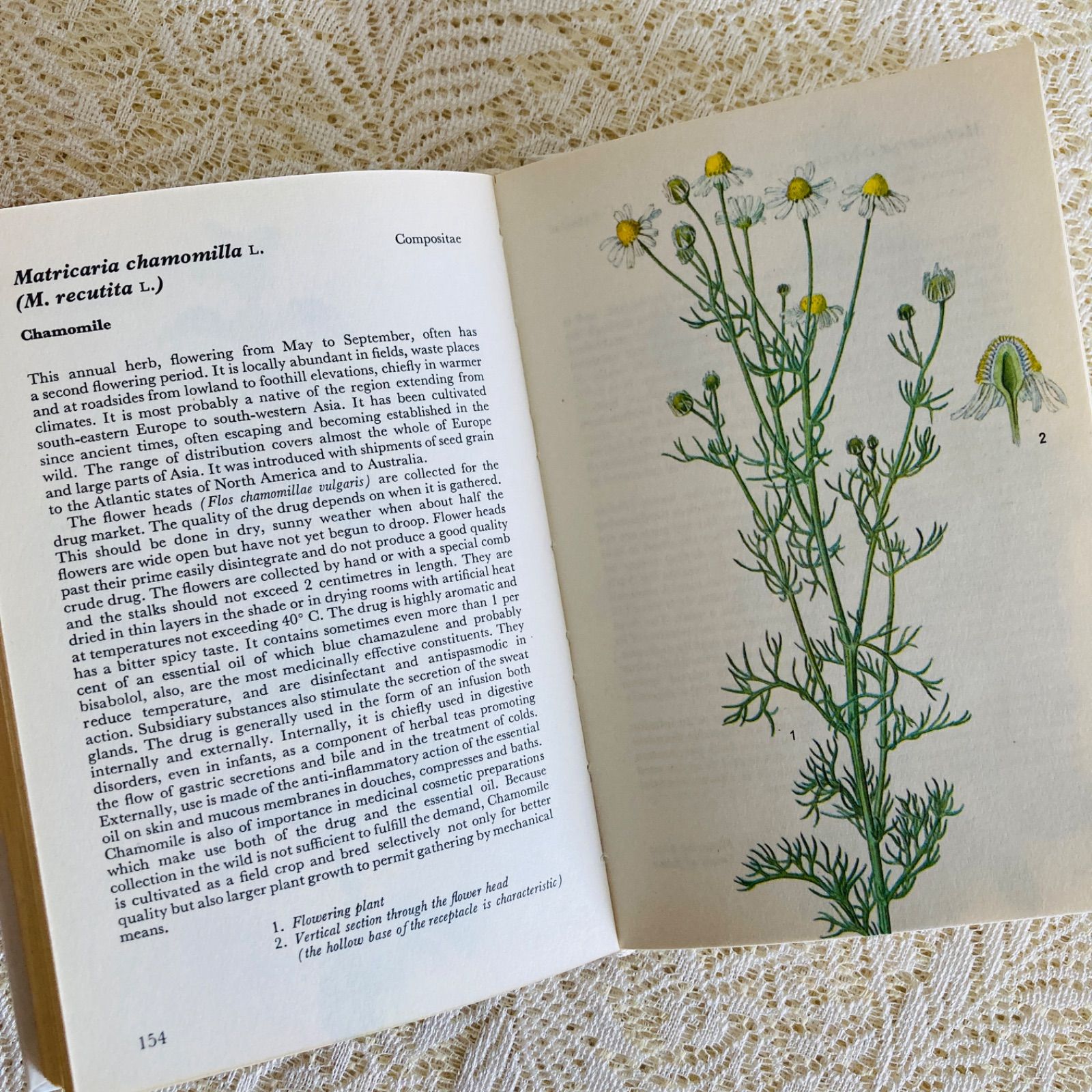 可憐な植物画のハーブ図鑑 Herbs インテリア洋書・古書 【公式通販】