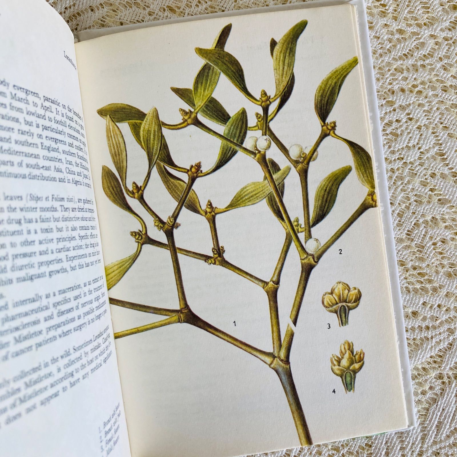 可憐な植物画のハーブ図鑑 Herbs インテリア洋書・古書 - メルカリ