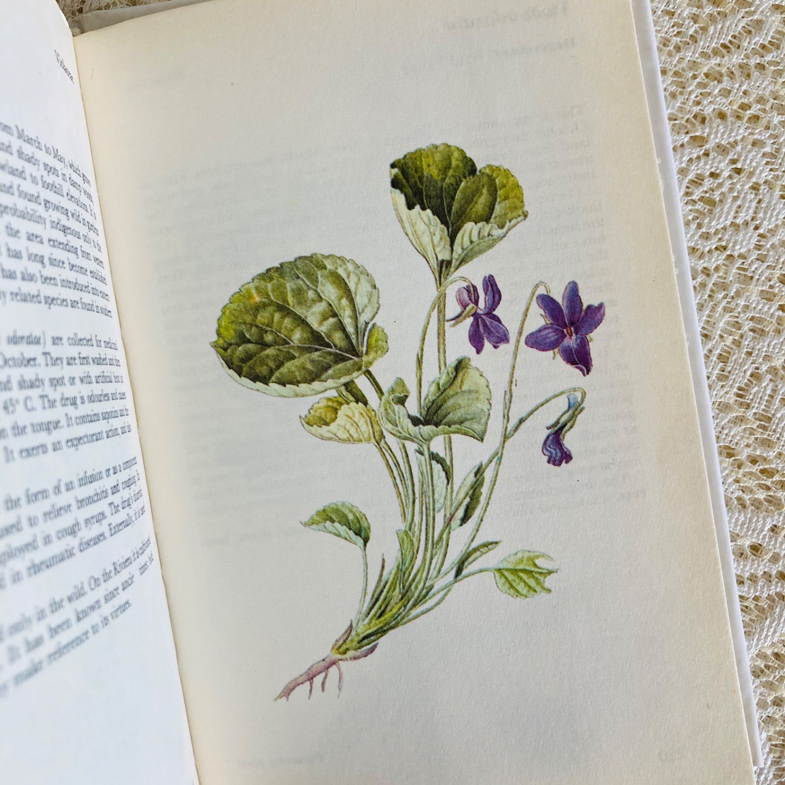 可憐な植物画のハーブ図鑑 Herbs インテリア洋書・古書 - メルカリ