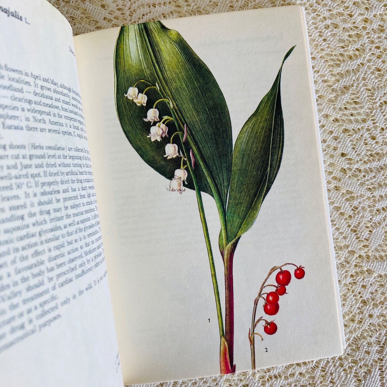 可憐な植物画のハーブ図鑑 Herbs インテリア洋書・古書 - メルカリ