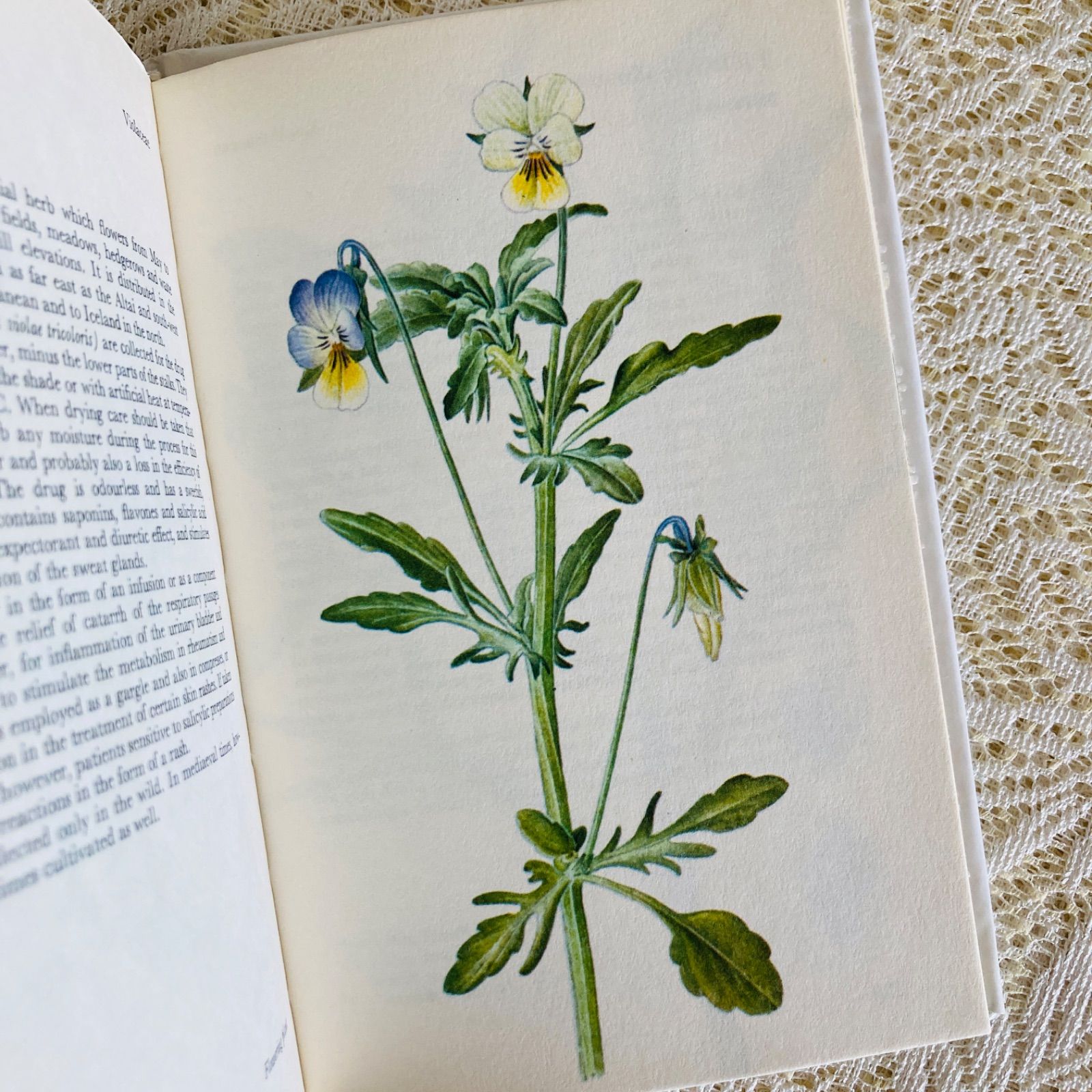 可憐な植物画のハーブ図鑑 Herbs インテリア洋書・古書 - メルカリ