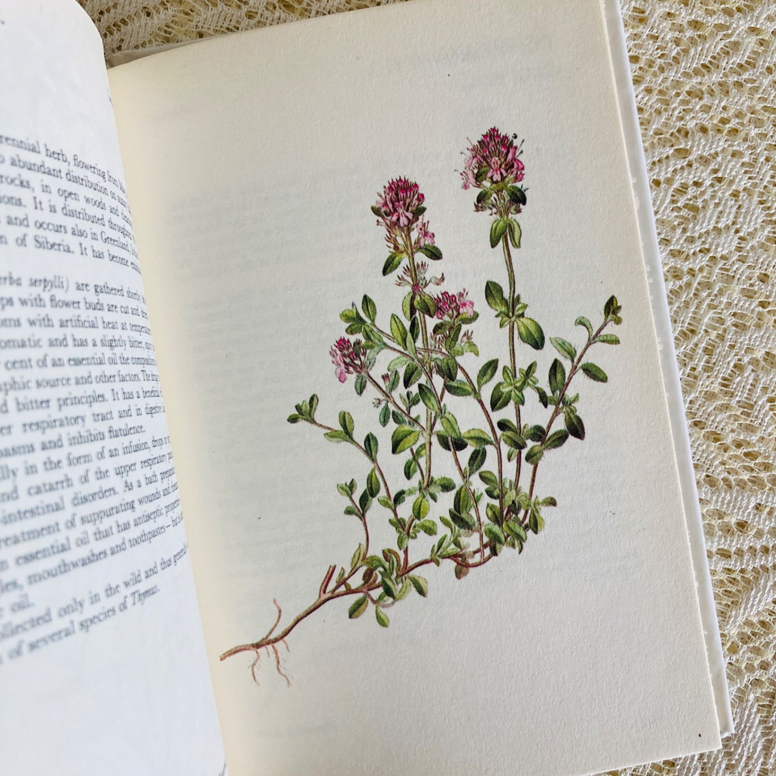可憐な植物画のハーブ図鑑 Herbs インテリア洋書・古書 - メルカリ