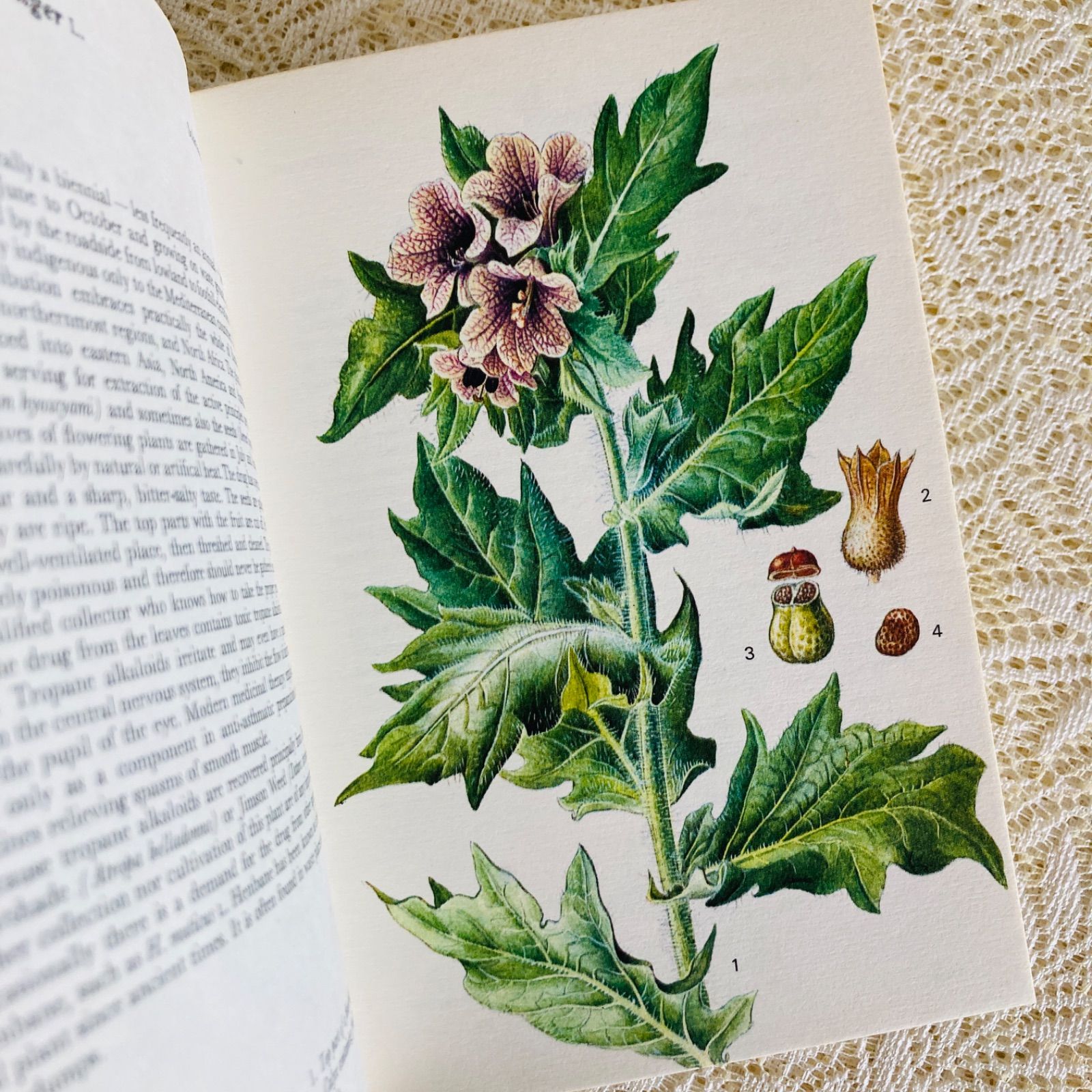 可憐な植物画のハーブ図鑑 Herbs インテリア洋書・古書 - メルカリ