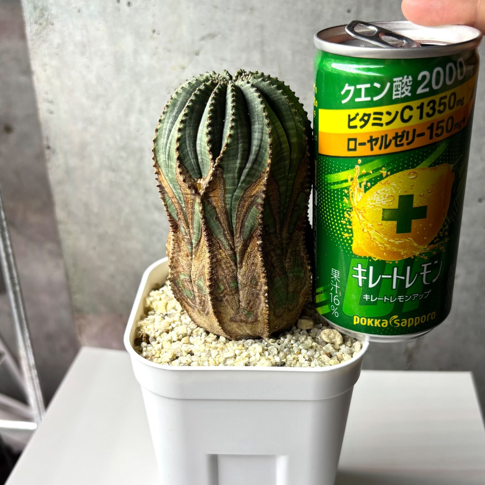 オールドオベサ(メス株) ユーフォルビア オベサ メス株 オールドオベサ - メルカリ