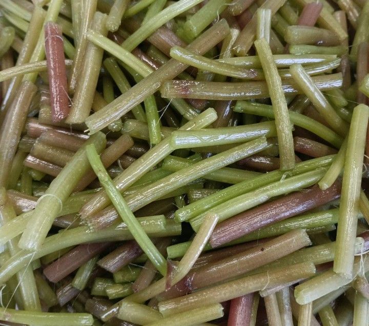 秋田県産天然 山菜 カットミズ5㎏ 秋田県産天然 山菜 カットミズ1㎏です☆ - メルカリ