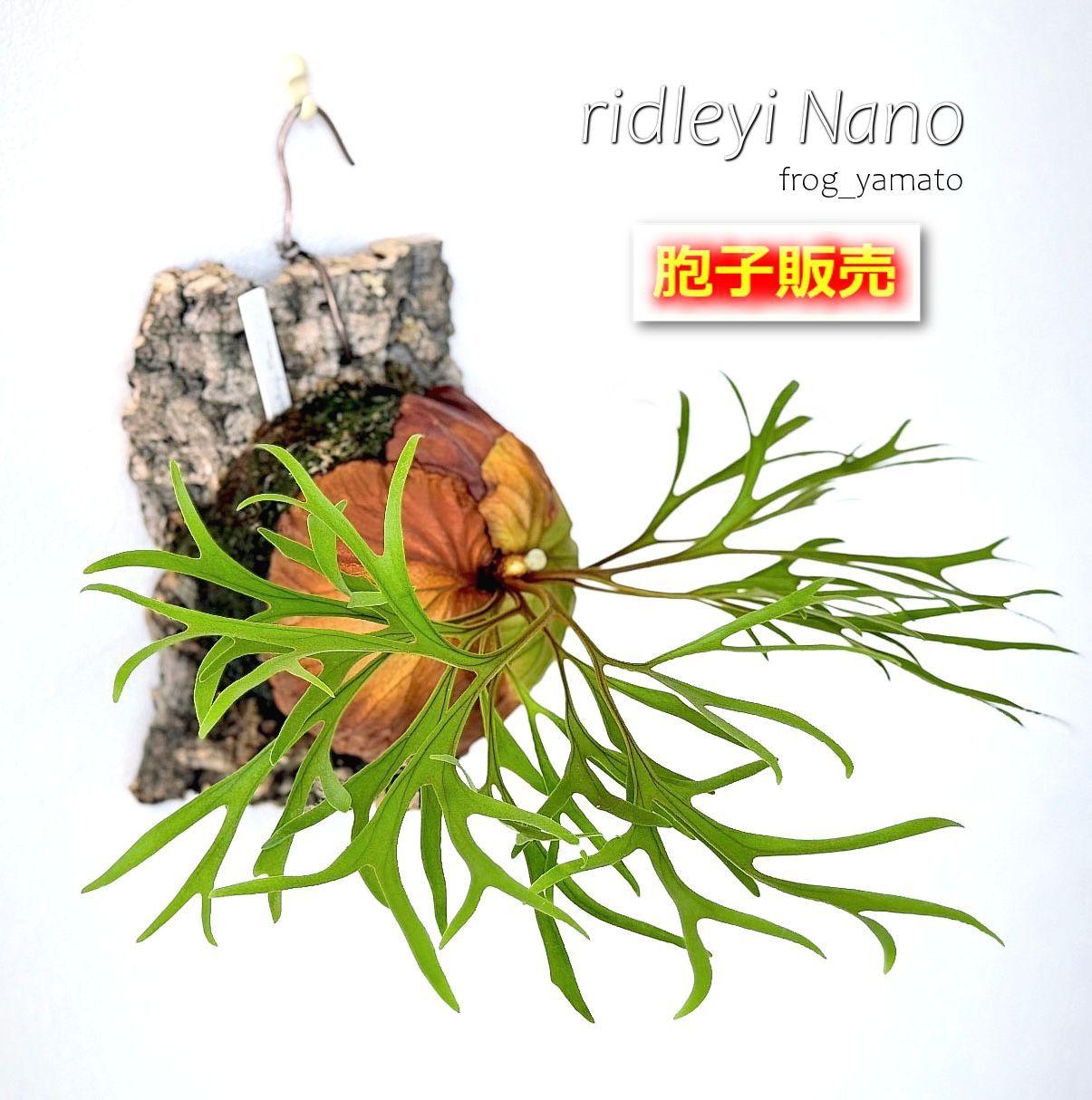 胞子 販売 【ridleyi Nano リドレイ ナノ】 胞子培養 ビカクシダ
