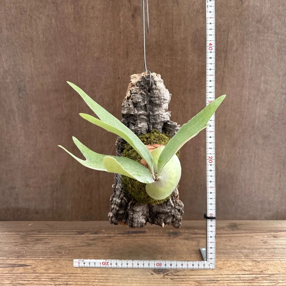 ビカクシダ アルシコルネ コルク着生！現品発送!! コウモリラン アルシコルネ S① コルク付け 現品 Platycerium