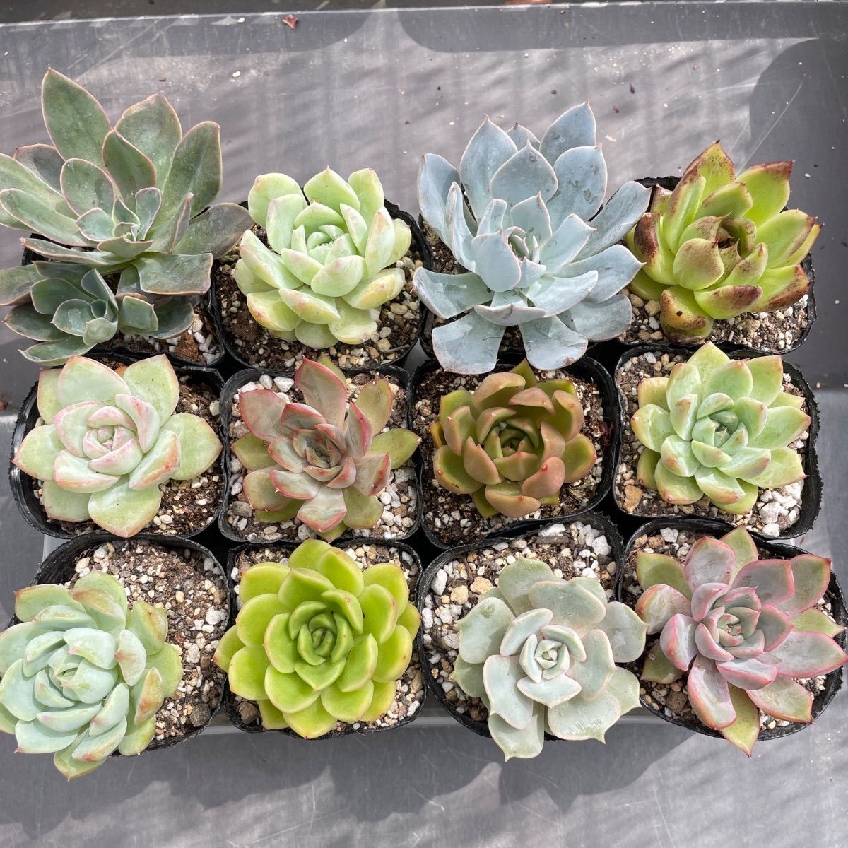 現物・名札付き】SALE 12苗セット♡2号ポットのエケベリア - メルカリ