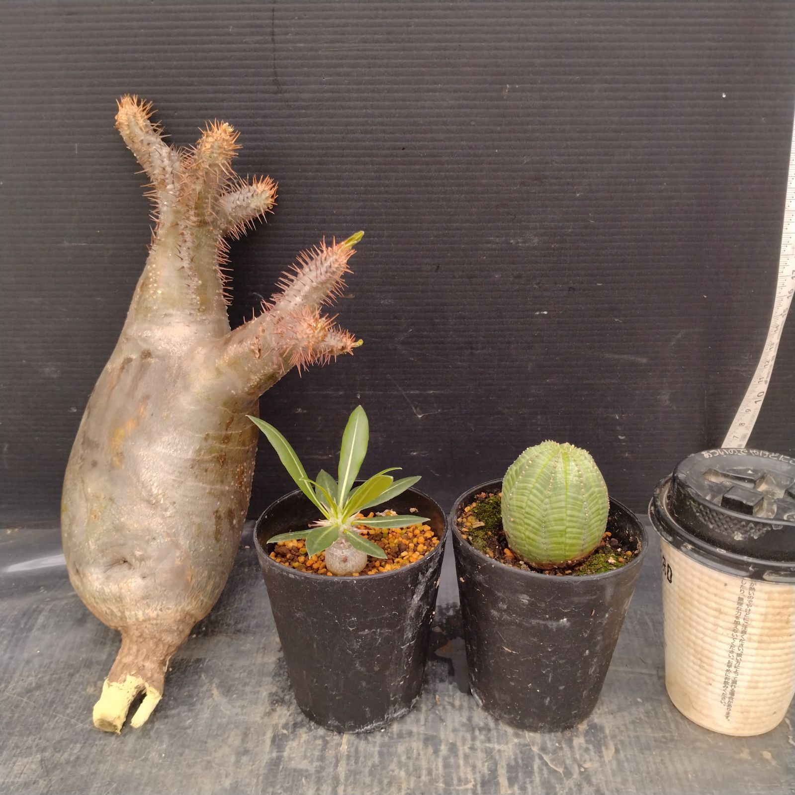 E090 「イベント品」3株セット　P.グラキリス抜き苗　など　塊根+多肉植物セット【内容は写真を要確認・発根未確認・塊根植物・サボテン】