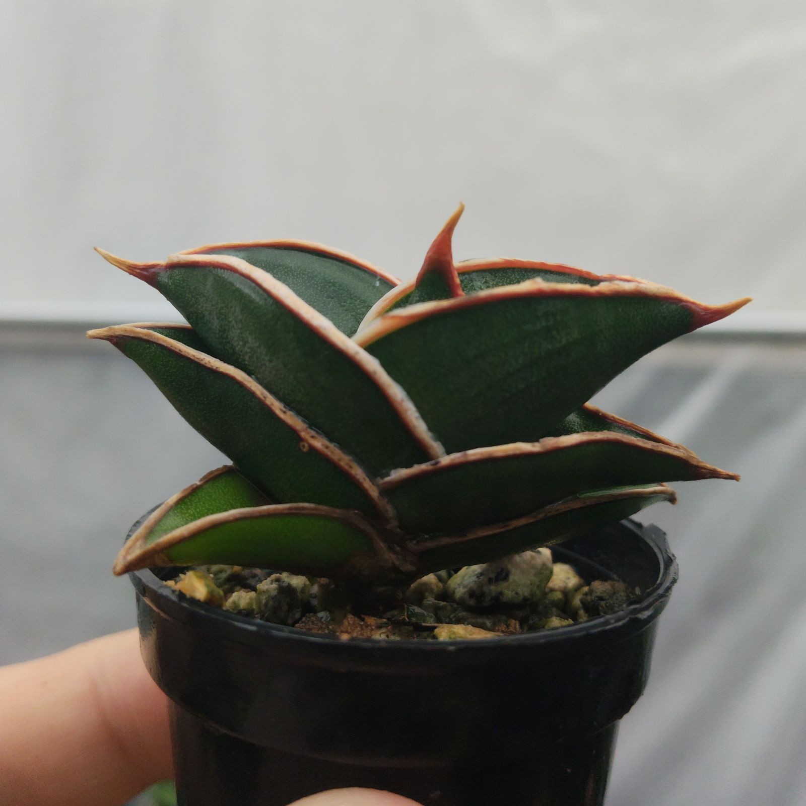 サンスベリア ロリダ サンセベリア Sansevieria rorida - メルカリ