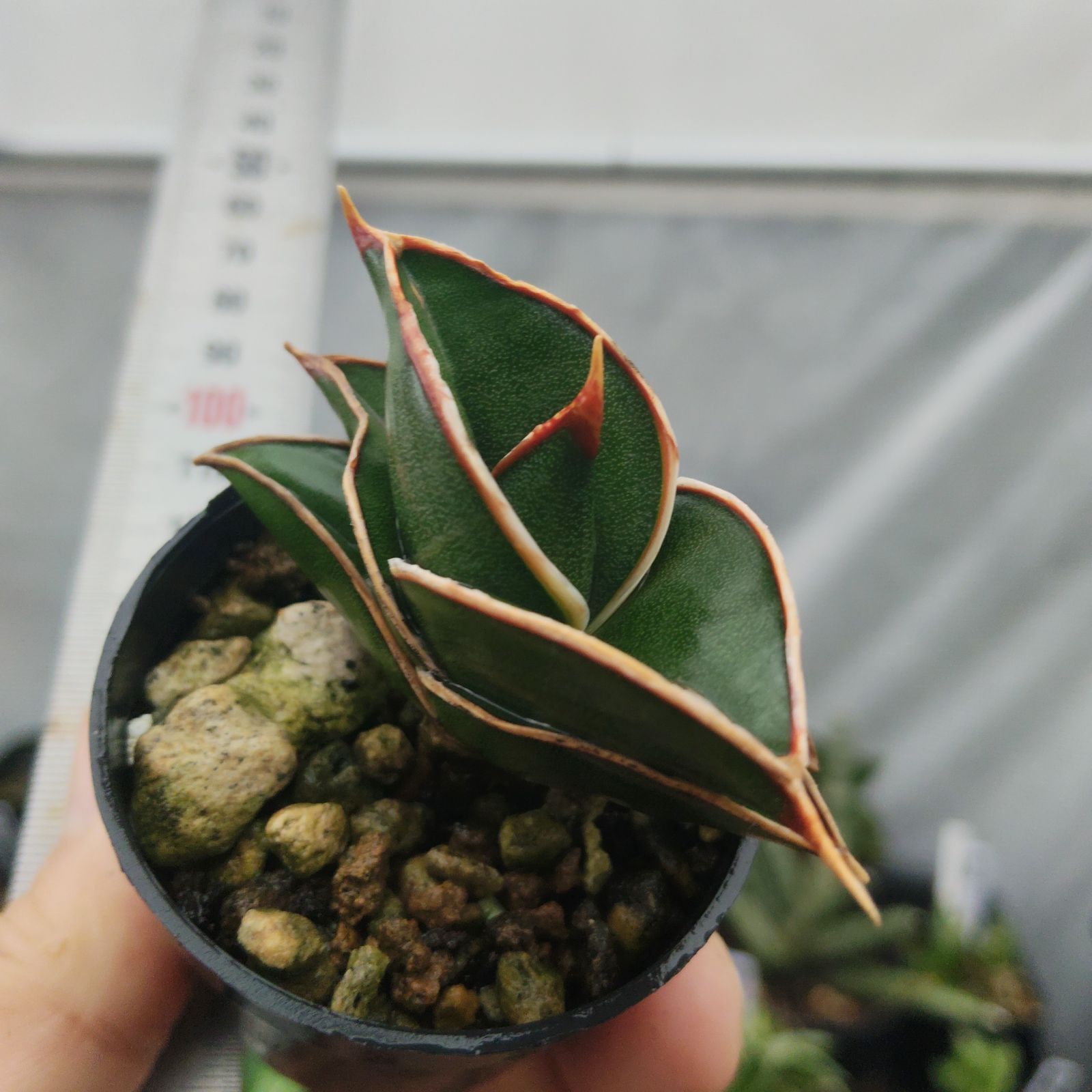 サンスベリア ロリダ サンセベリア Sansevieria rorida - メルカリ