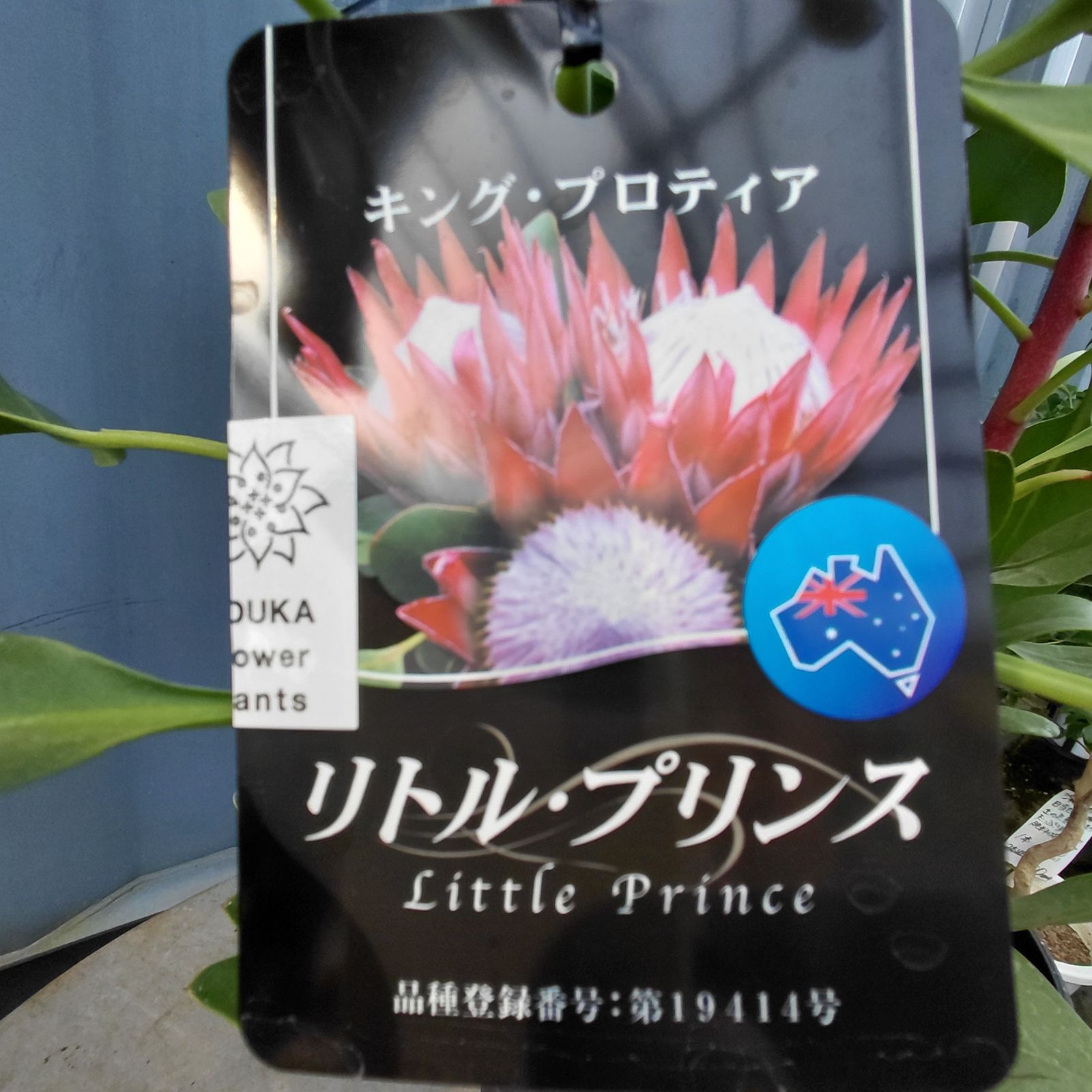 現品2鉢 ☆ キングプロテア・リトルプリンス ☆ 5号鉢開花株 ☆ 矮性種