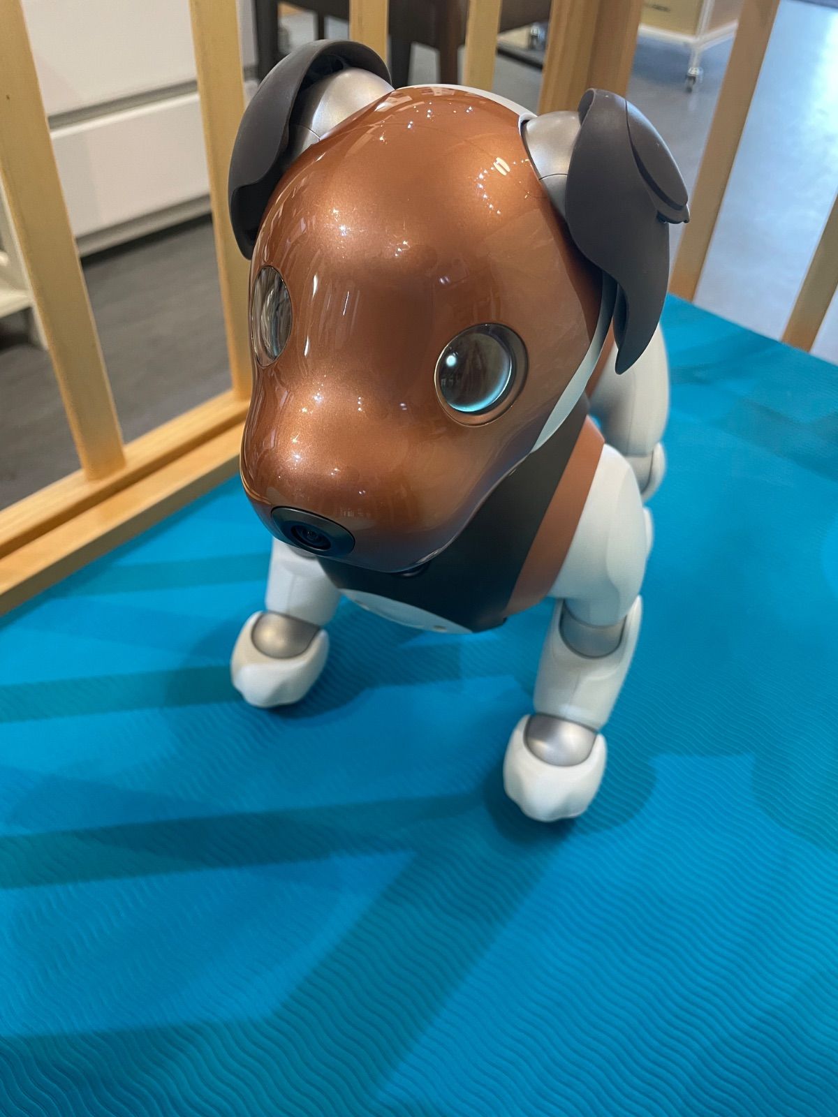 aibo / アイボ】【SONY】【2019年限定カラーモデルチョコ エディション