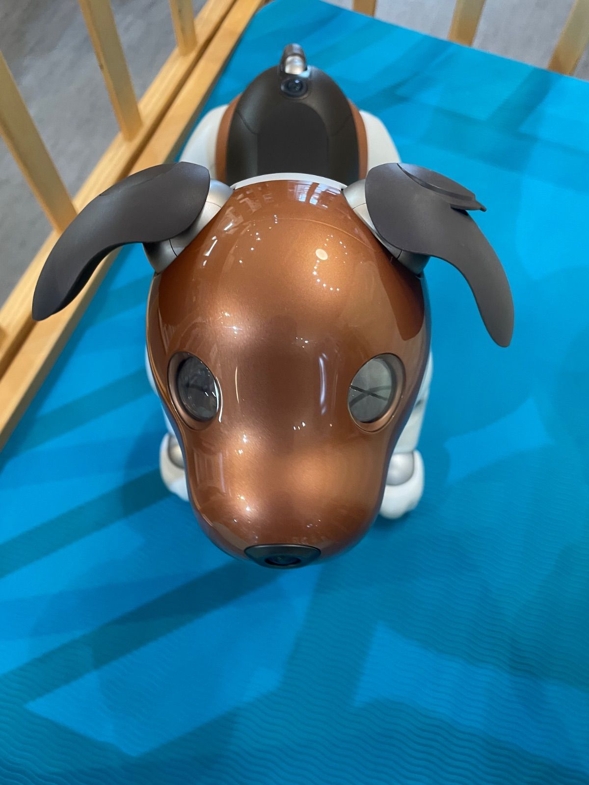 aibo / アイボ】【SONY】【2019年限定カラーモデルチョコ エディション