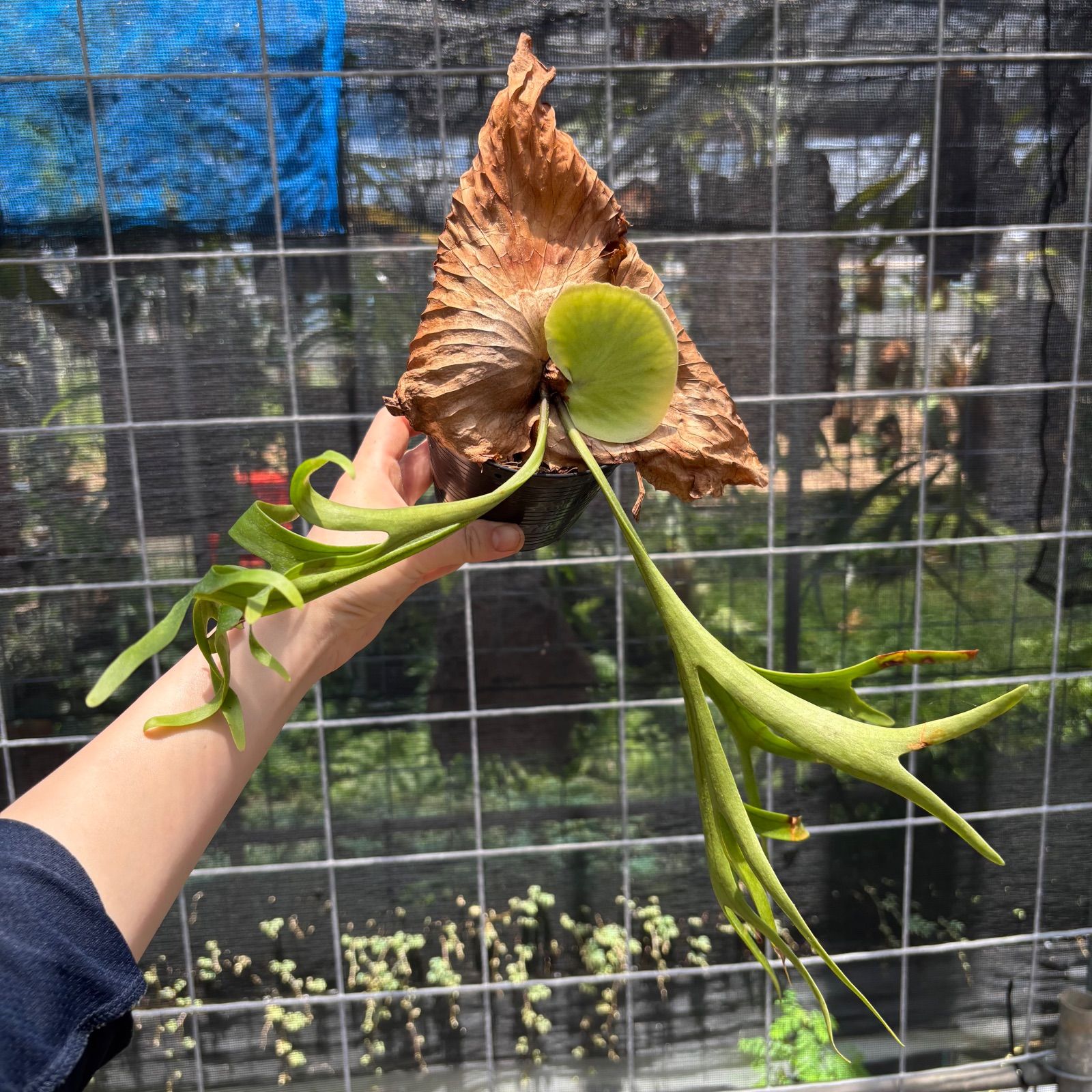 P. coronarium 'Zenmai' ビカクシダ - メルカリ