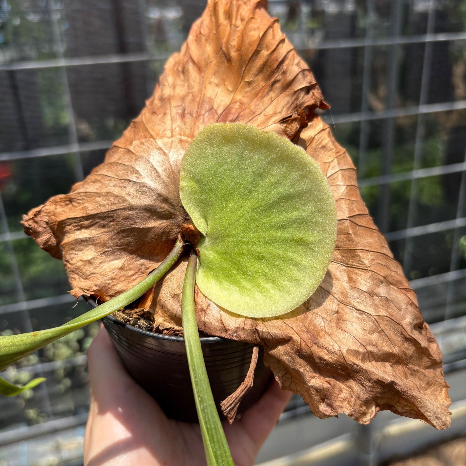 P. coronarium 'Zenmai' ビカクシダ - メルカリ