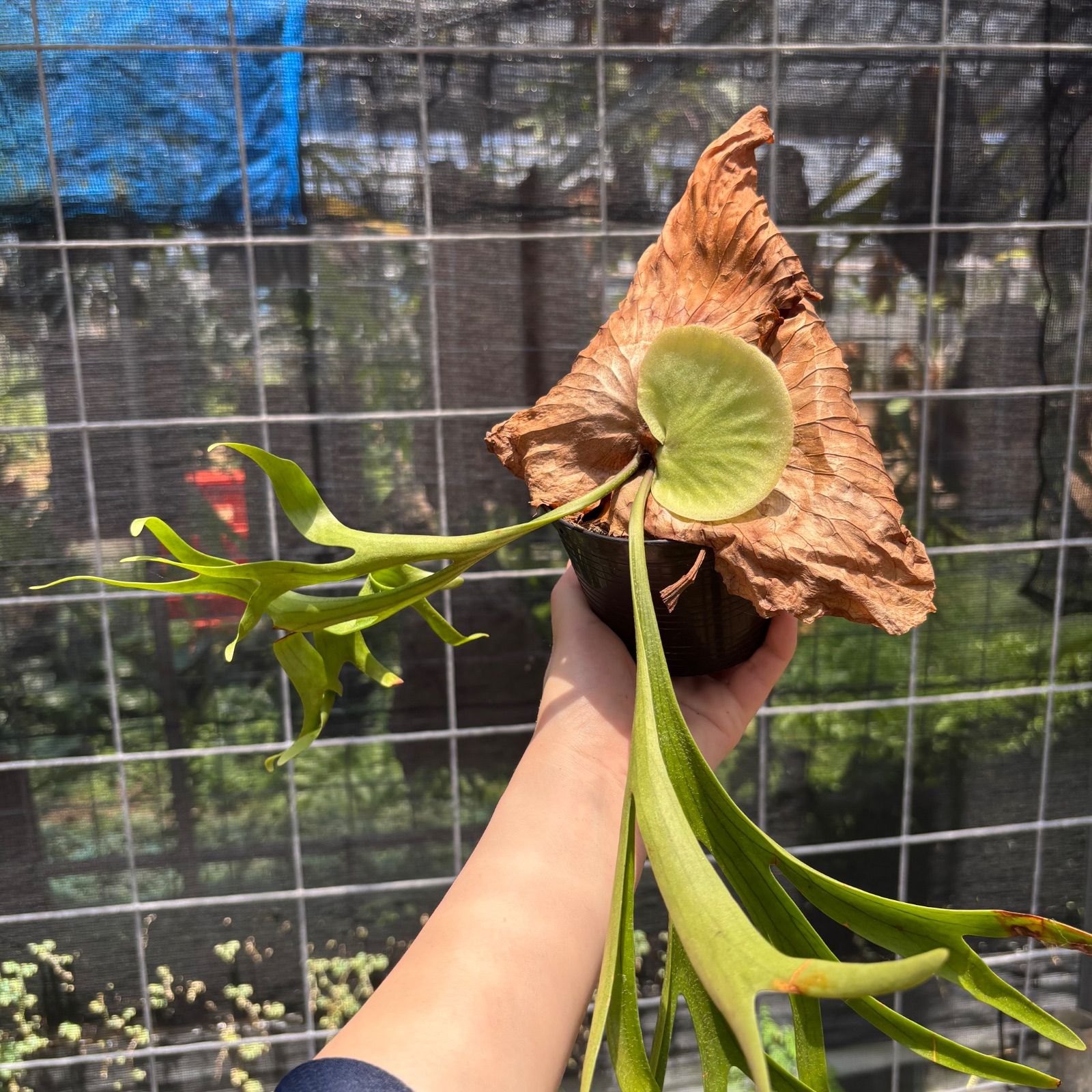 P. coronarium 'Zenmai' ビカクシダ - メルカリ