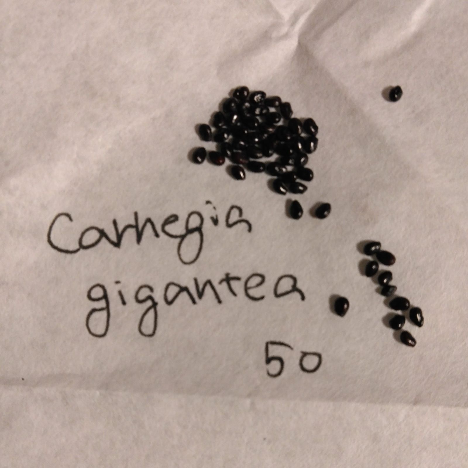 【ぬーん。様】巨大柱サボテン・弁慶柱 種子500粒 耐寒性 Carnegia gigantea