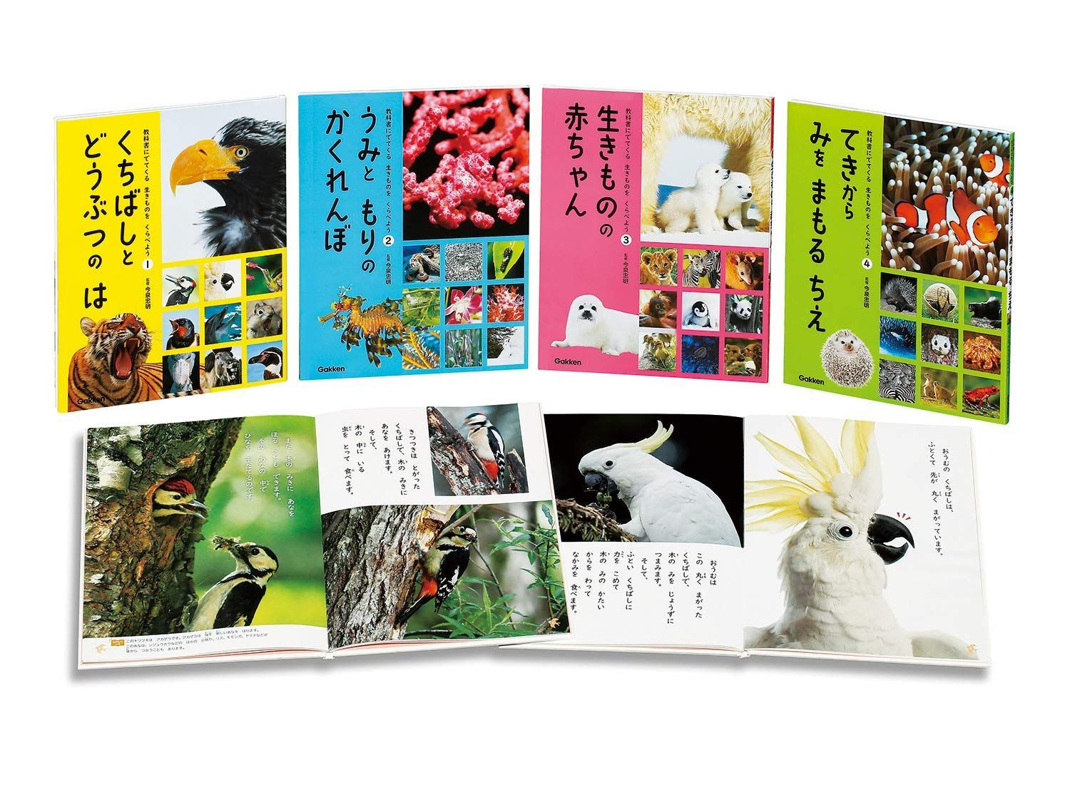 教科書にでてくる 生きものをくらべよう 全4巻