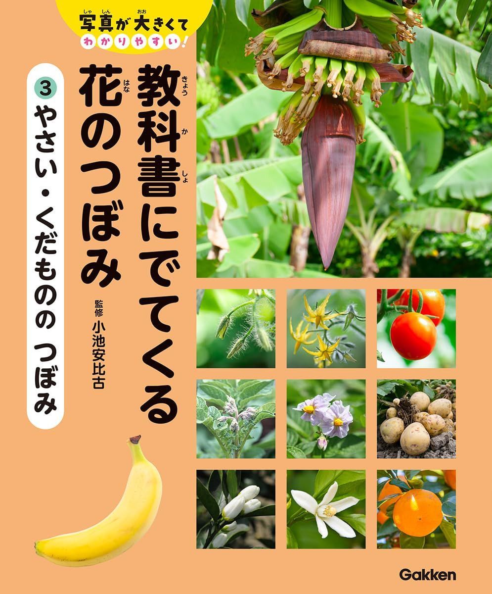 3 やさい・くだものの つぼみ (写真が大きくてわかりやすい!) 8,204円
